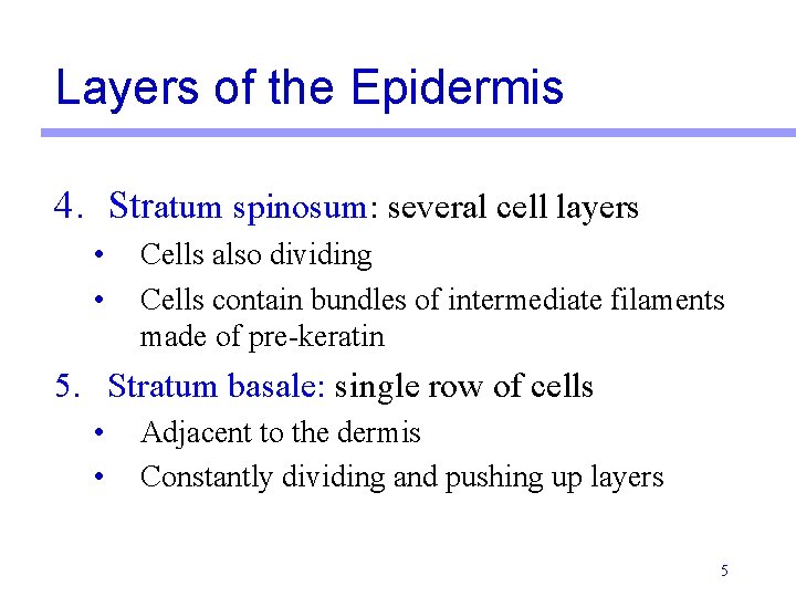 Layers of the Epidermis 4. Stratum spinosum: several cell layers • • Cells also Layers of the Epidermis 4. Stratum spinosum: several cell layers • • Cells also