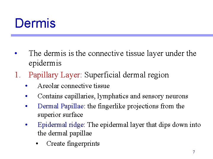 Dermis • The dermis is the connective tissue layer under the epidermis 1. Papillary Dermis • The dermis is the connective tissue layer under the epidermis 1. Papillary
