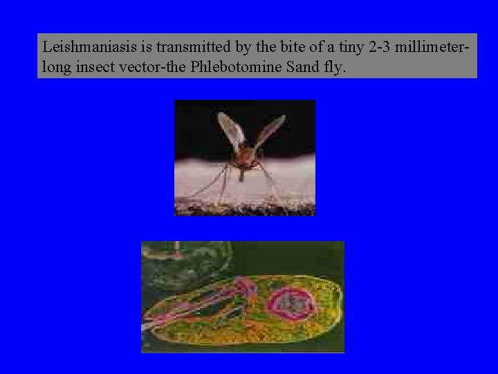 Leishmaniasis is transmitted by the bite of a tiny 2 -3 millimeterlong insect vector-the