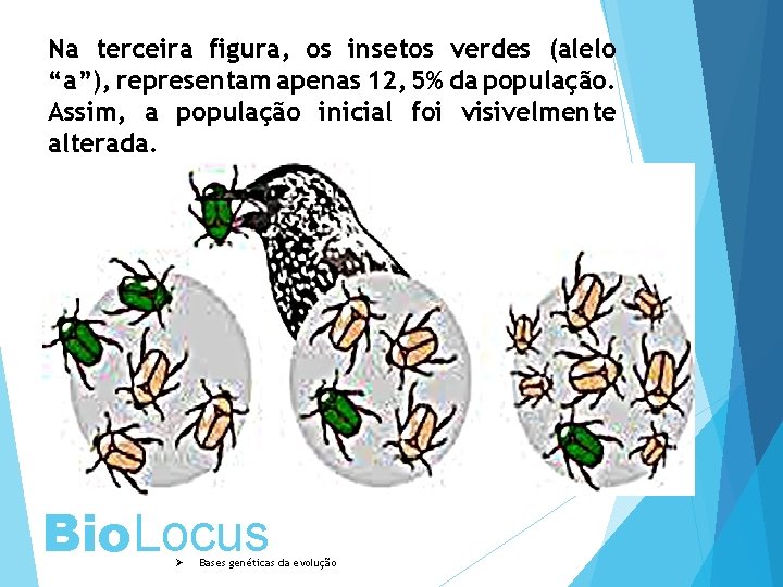 Na terceira figura, os insetos verdes (alelo “a”), representam apenas 12, 5% da população.