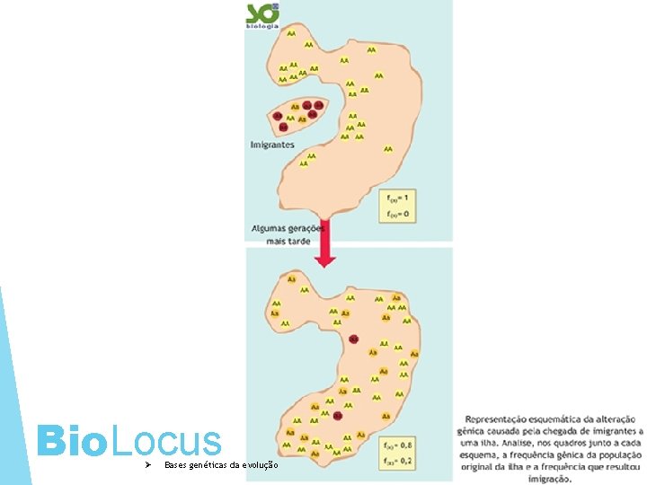 Bio. Locus Ø Bases genéticas da evolução 