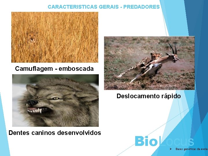 CARACTERISTICAS GERAIS - PREDADORES Camuflagem - emboscada Deslocamento rápido Dentes caninos desenvolvidos Bio. Locus