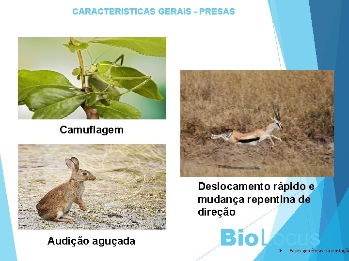 CARACTERISTICAS GERAIS - PRESAS Camuflagem Deslocamento rápido e mudança repentina de direção Audição aguçada