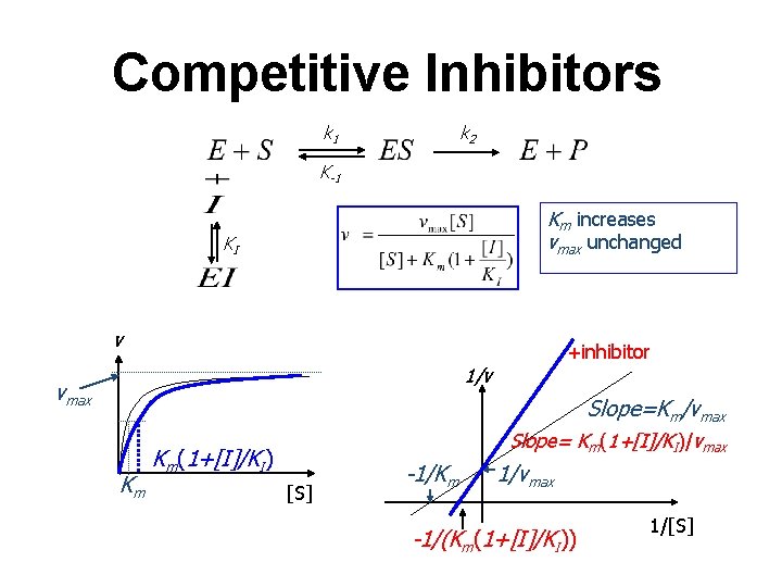Competitive Inhibitors k 2 k 1 K-1 Km increases vmax unchanged KI v +inhibitor