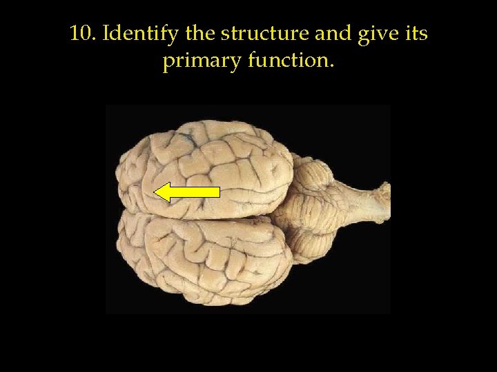 10. Identify the structure and give its primary function. 