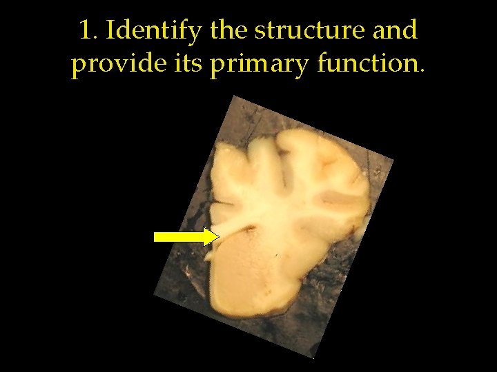 1. Identify the structure and provide its primary function. 