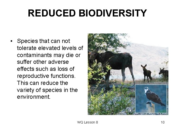 REDUCED BIODIVERSITY • Species that can not tolerate elevated levels of contaminants may die