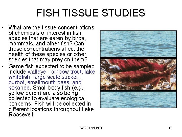 FISH TISSUE STUDIES • What are the tissue concentrations of chemicals of interest in