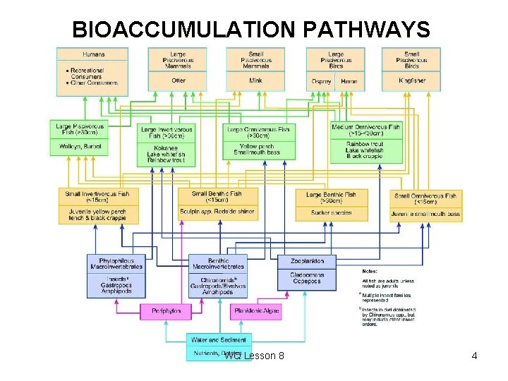 BIOACCUMULATION PATHWAYS WQ Lesson 8 4 