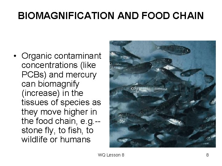 BIOMAGNIFICATION AND FOOD CHAIN • Organic contaminant concentrations (like PCBs) and mercury can biomagnify