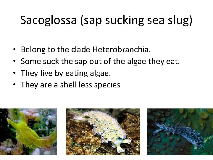 Sacoglossa (sap sucking sea slug) • • Belong to the clade Heterobranchia. Some suck