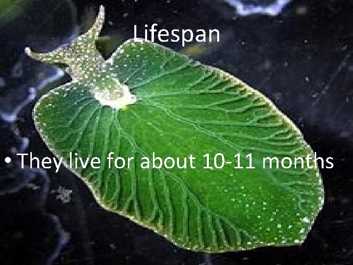 Lifespan • They live for about 10 -11 months 
