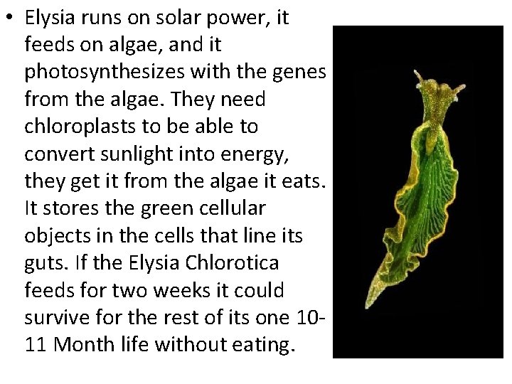  • Elysia runs on solar power, it feeds on algae, and it photosynthesizes