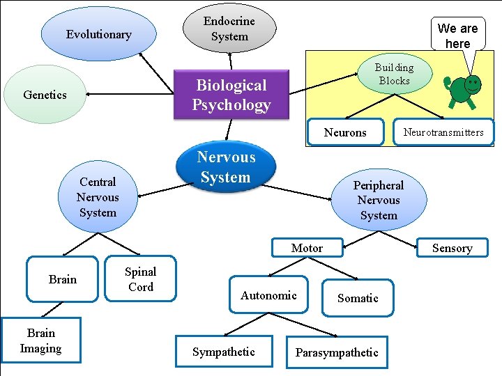 Evolutionary Endocrine System We are here Building Blocks Biological Psychology Genetics Neurons Nervous System