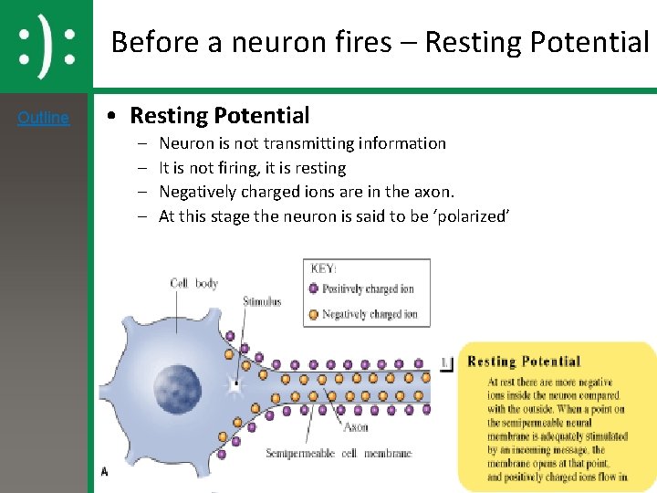 Before a neuron fires – Resting Potential Outline • Resting Potential – – Neuron