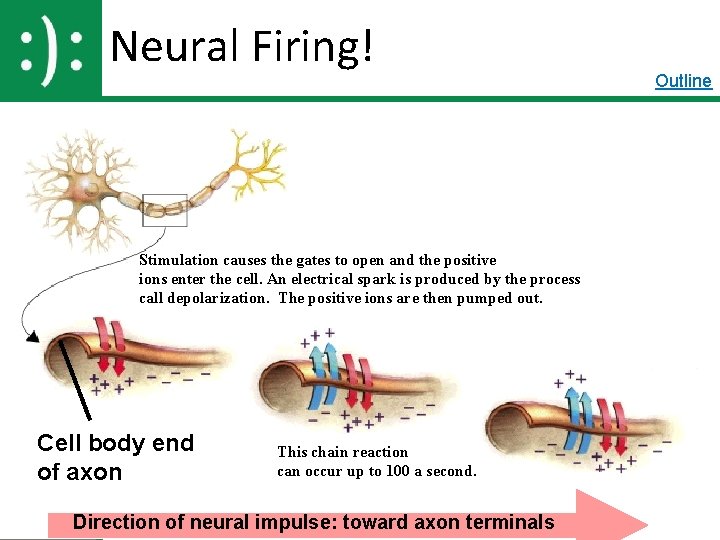 Neural Firing! Stimulation causes the gates to open and the positive ions enter the