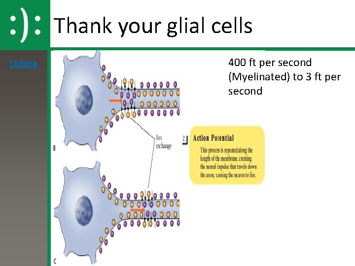 Thank your glial cells Outline 400 ft per second (Myelinated) to 3 ft per