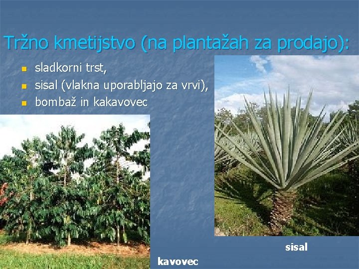 Tržno kmetijstvo (na plantažah za prodajo): n n n sladkorni trst, sisal (vlakna uporabljajo