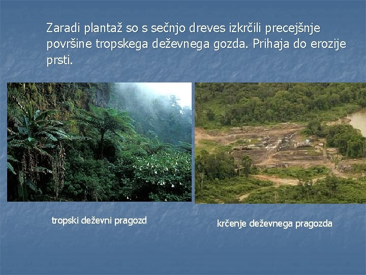 Zaradi plantaž so s sečnjo dreves izkrčili precejšnje površine tropskega deževnega gozda. Prihaja do