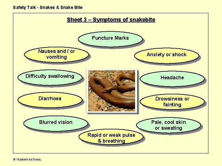 Safety Talk - Snakes & Snake Bite Sheet 3 – Symptoms of snakebite Puncture