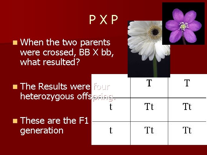 PXP n When the two parents were crossed, BB X bb, what resulted? n