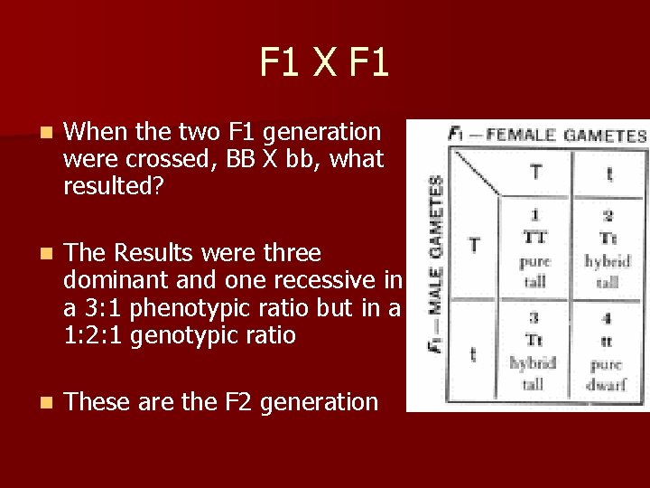 F 1 X F 1 n When the two F 1 generation were crossed,