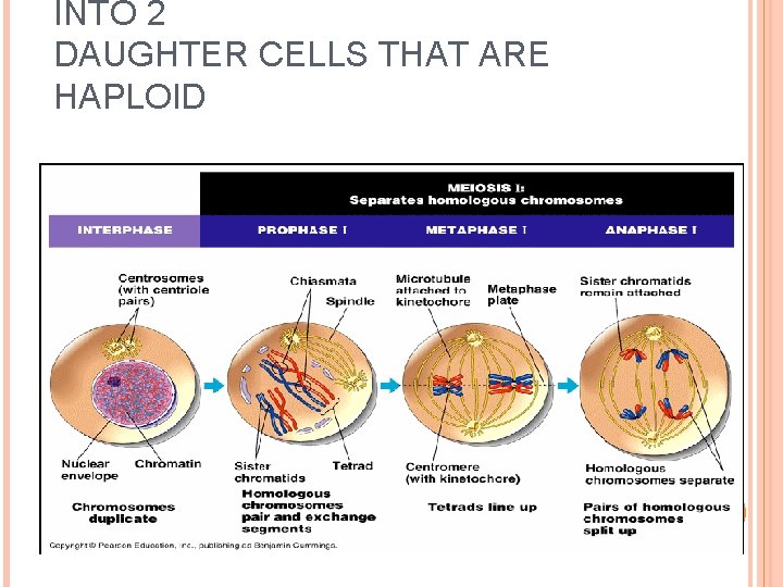 INTO 2 DAUGHTER CELLS THAT ARE HAPLOID 