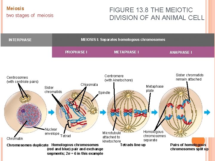 Meiosis two stages of meiosis FIGURE 13. 8 THE MEIOTIC DIVISION OF AN ANIMAL