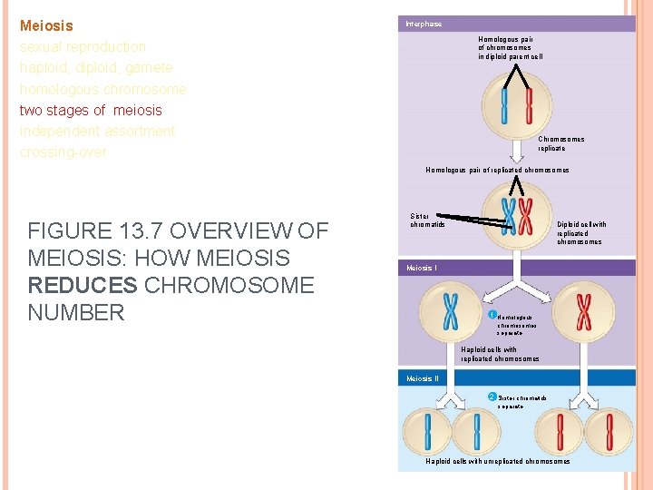 Meiosis sexual reproduction haploid, diploid, gamete homologous chromosome two stages of meiosis independent assortment