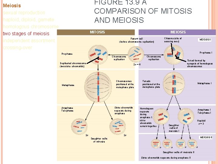 FIGURE 13. 9 A COMPARISON OF MITOSIS AND MEIOSIS Meiosis sexual reproduction haploid, diploid,