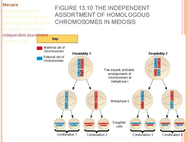 Meiosis FIGURE 13. 10 THE INDEPENDENT sexual reproduction ASSORTMENT OF HOMOLOGOUS haploid, diploid, gamete