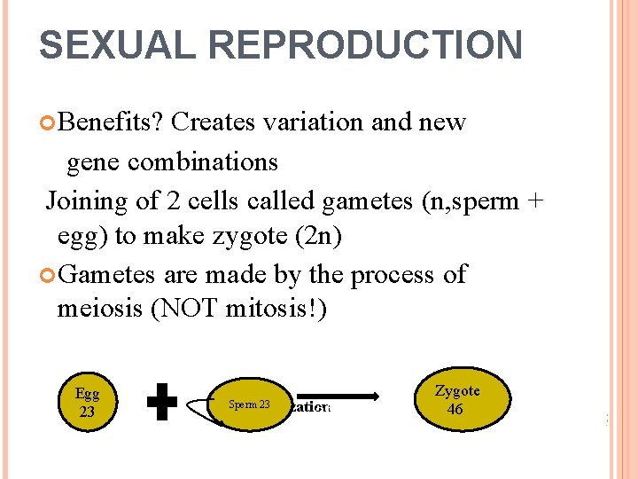 SEXUAL REPRODUCTION Benefits? Creates variation and new gene combinations Joining of 2 cells called