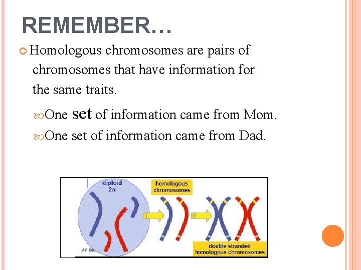 REMEMBER… Homologous chromosomes are pairs of chromosomes that have information for the same traits.