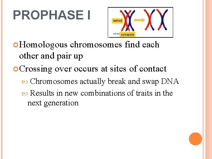 PROPHASE I Homologous chromosomes find each other and pair up Crossing over occurs at