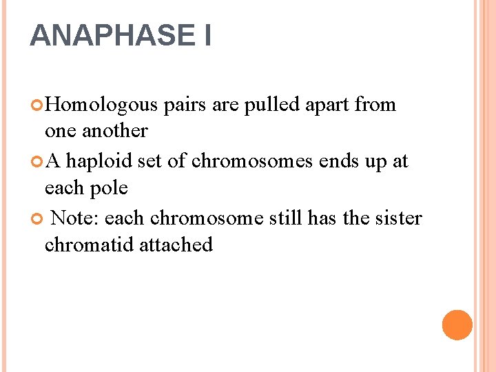 ANAPHASE I Homologous pairs are pulled apart from one another A haploid set of