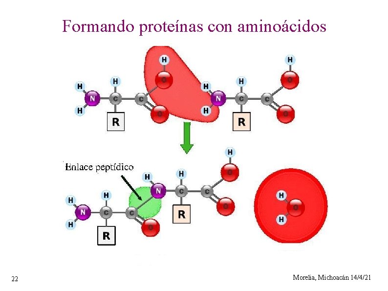Formando proteínas con aminoácidos 22 Morelia, Michoacán 14/4/21 