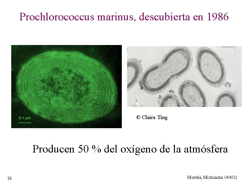 Prochlorococcus marinus, descubierta en 1986 © Claire Ting Producen 50 % del oxígeno de