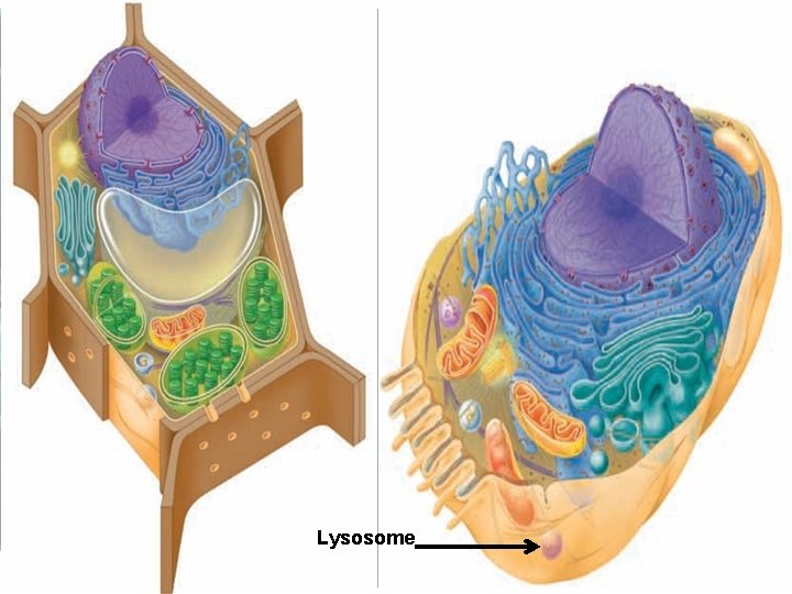 Lysosome 
