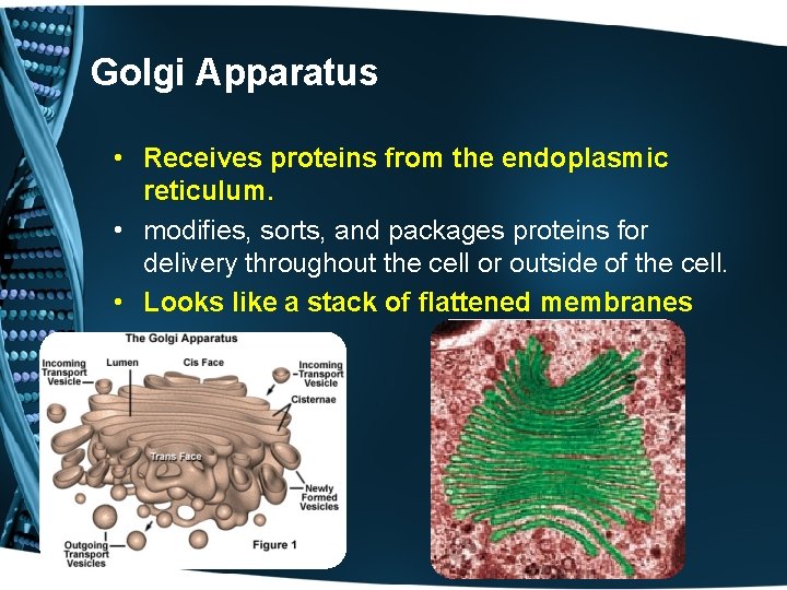 Golgi Apparatus • Receives proteins from the endoplasmic reticulum. • modifies, sorts, and packages