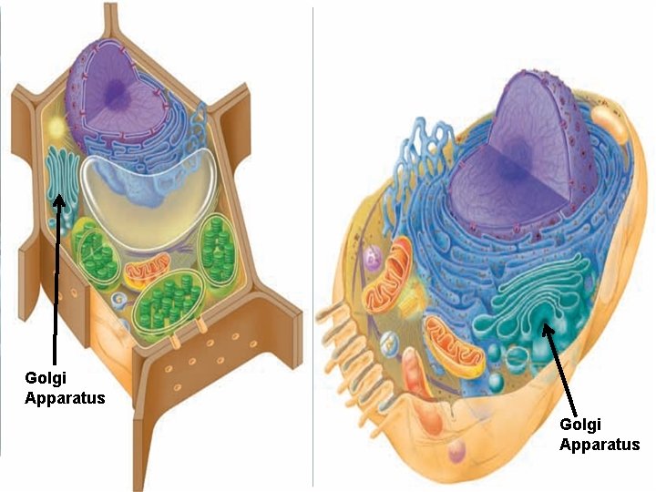 Golgi Apparatus 
