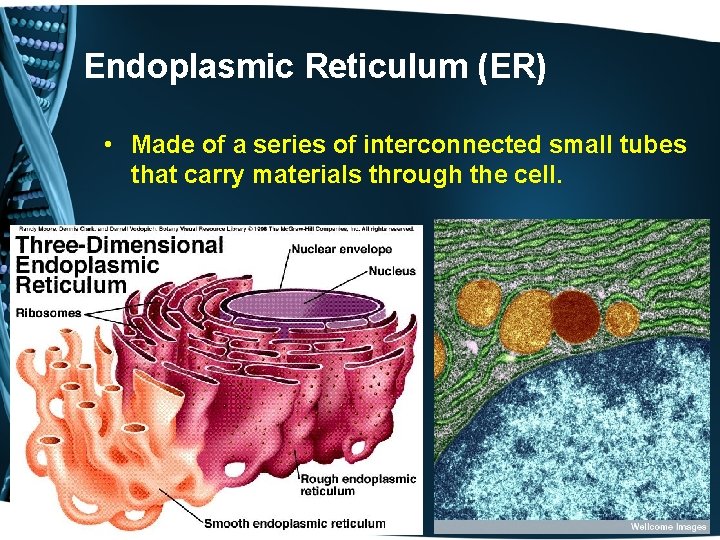 Endoplasmic Reticulum (ER) • Made of a series of interconnected small tubes that carry