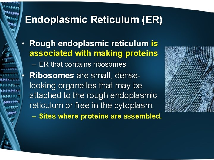 Endoplasmic Reticulum (ER) • Rough endoplasmic reticulum is associated with making proteins – ER