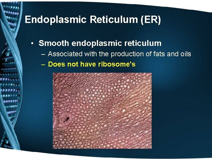 Endoplasmic Reticulum (ER) • Smooth endoplasmic reticulum – Associated with the production of fats