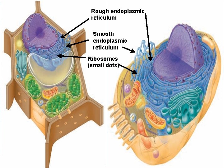 Rough endoplasmic reticulum Smooth endoplasmic reticulum Ribosomes (small dots) 