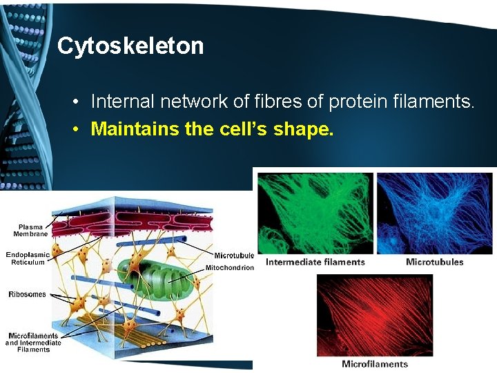 Cytoskeleton • Internal network of fibres of protein filaments. • Maintains the cell’s shape.