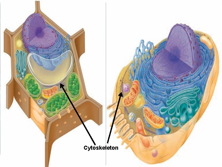 Cytoskeleton 