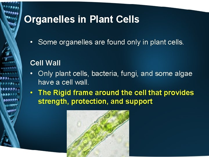 Organelles in Plant Cells • Some organelles are found only in plant cells. Cell