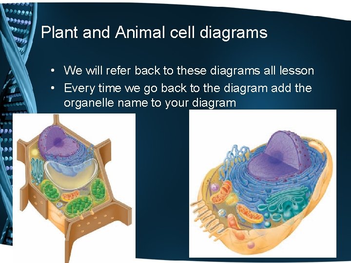 Plant and Animal cell diagrams • We will refer back to these diagrams all