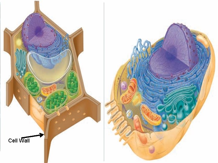 Cell Wall 