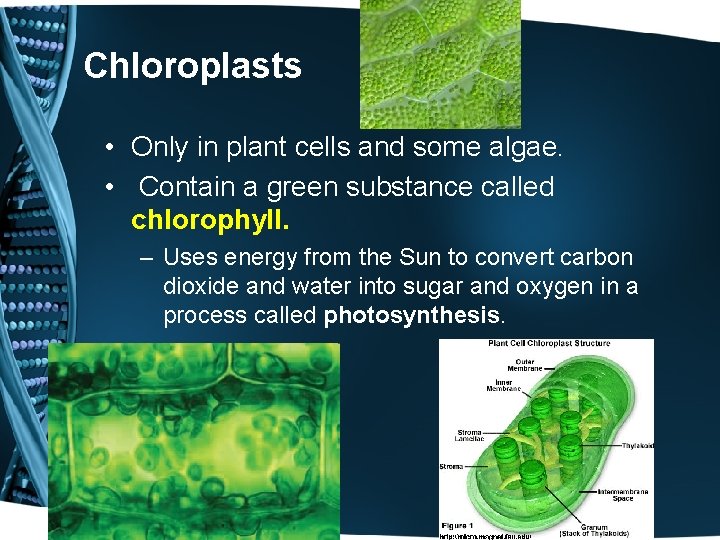 Chloroplasts • Only in plant cells and some algae. • Contain a green substance